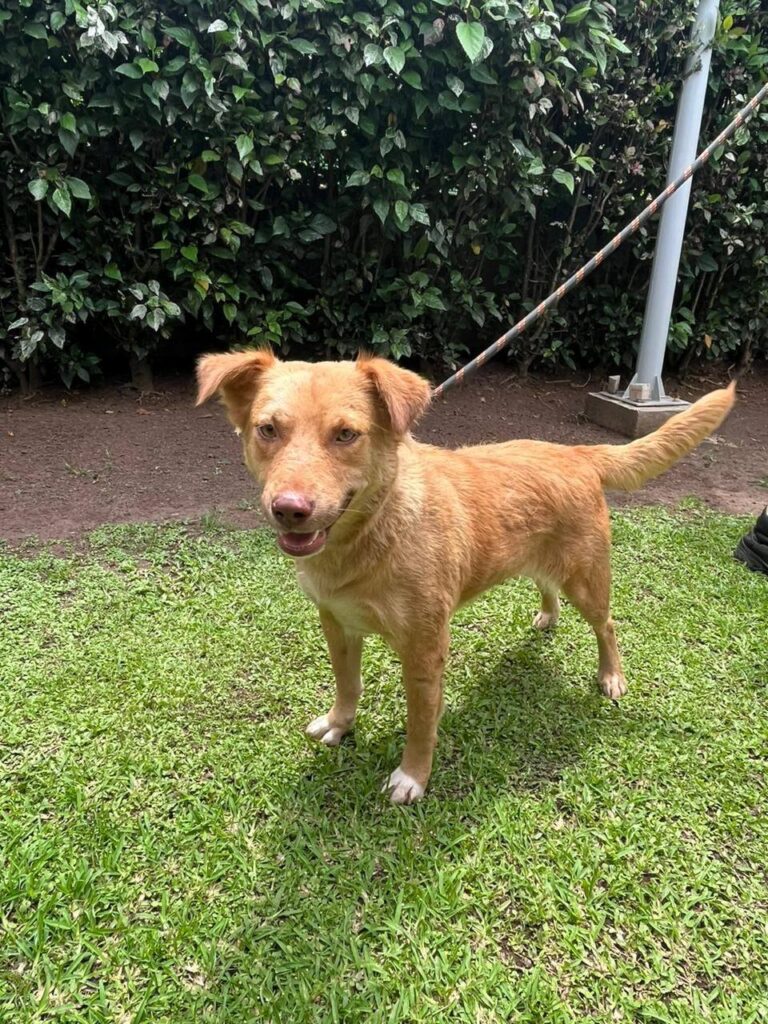 chien adopté tahiti