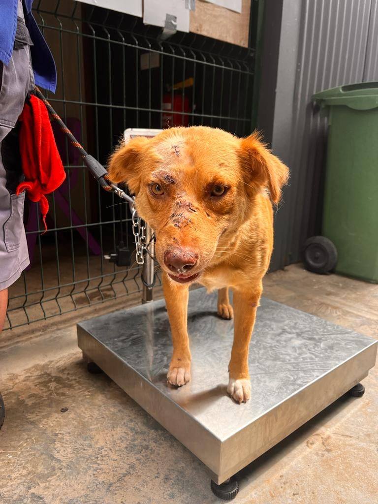 faire des soins à un chien